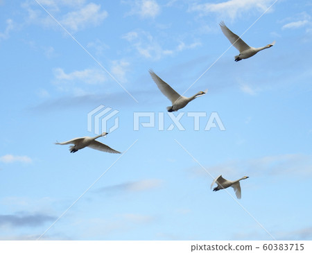 Flock of swans Flock of swans 60383715