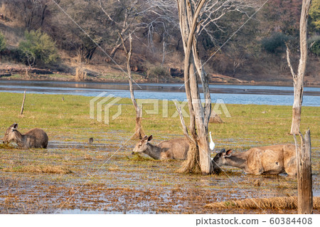 Sambar deer or rusa unicolor playing in water of famous malik lake or talao at ranthambore national park, rajasthan, india Sambar deer or rusa unicolor playing in water of famous malik lake or talao at ranthambore national park, rajasthan, india 60384408