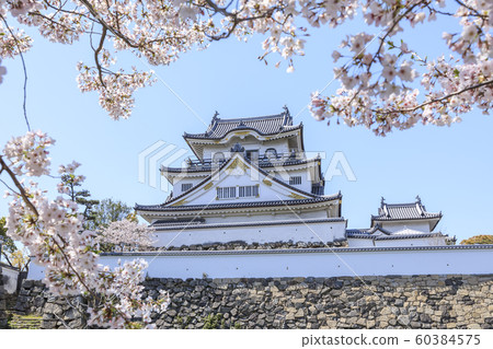 Osaka / Kishiwada Castle / Spring / Blossoming cherry trees 60384575