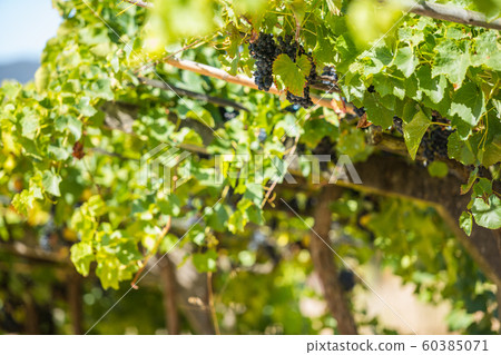 Bunches of red grapes in espalier vines in Rias Baixas, Pontevedra, Galicia, Spain. 60385071