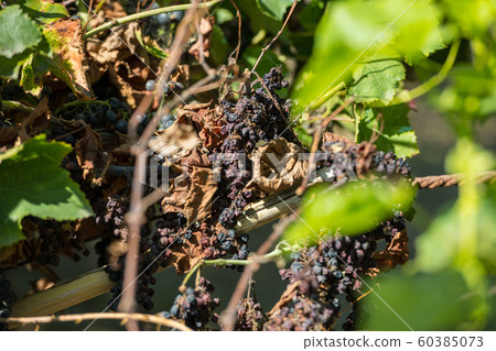 Cluster of dry red grapes in espalier vines in Rias Baixas, Pontevedra, Galicia, Spain. 60385073