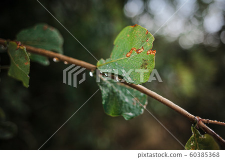 Beautiful ackground with a branch after the rain, selective focus 60385368