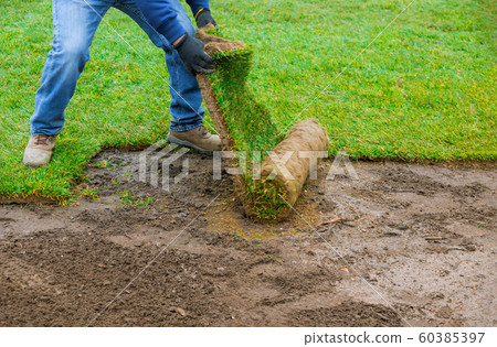 Landscaping laying new sod a backyard green lawn Landscaping laying new sod a backyard green lawn 60385397