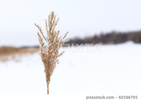 Winter, field with dry grass covered with white 60386705