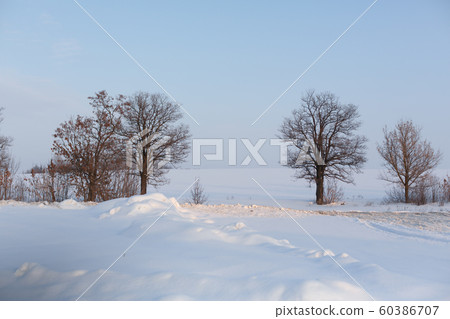 Winter landscape. Field covered with snow and bald 60386707