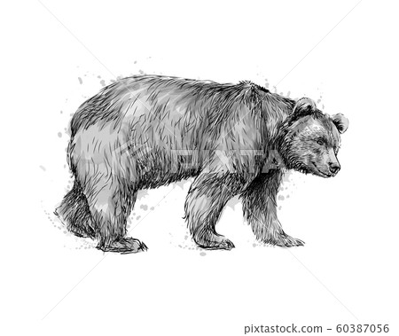 Portrait of a brown bear on white background 60387056