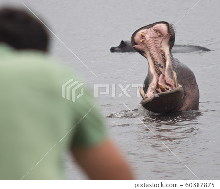 photog and hippo photog and hippo 60387875