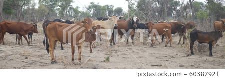 cows in Africa cows in Africa 60387921
