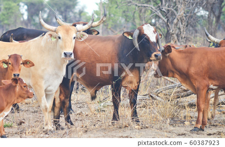cows in Africa cows in Africa 60387923