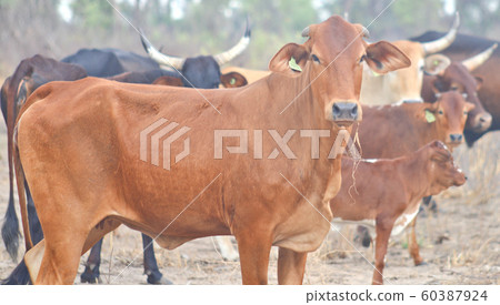 cows in Africa cows in Africa 60387924