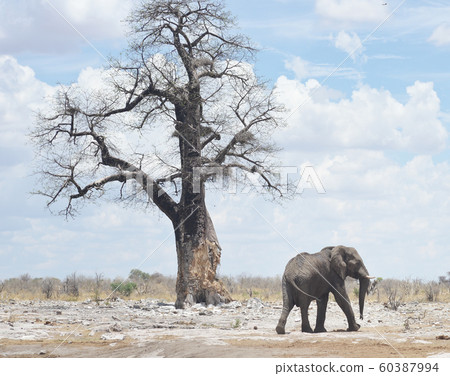 elephant in Africa 60387994