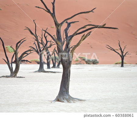 Sossusvlei, Namibia Sossusvlei, Namibia 60388061
