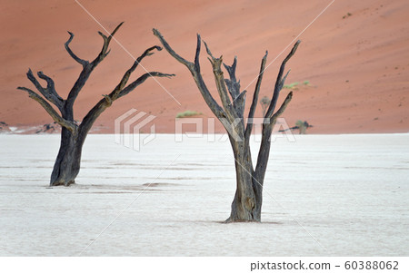 Sossusvlei, Namibia Sossusvlei, Namibia 60388062
