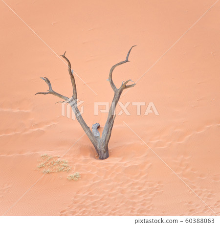 dry tree dry tree 60388063