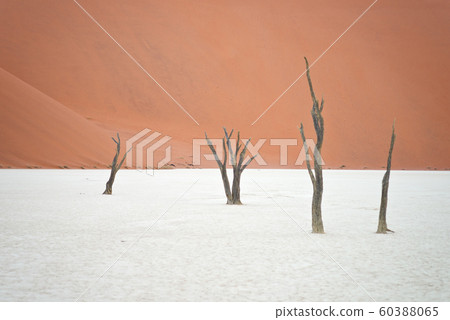Sossusvlei, Namibia Sossusvlei, Namibia 60388065