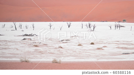 Sossusvlei, Namibia Sossusvlei, Namibia 60388116