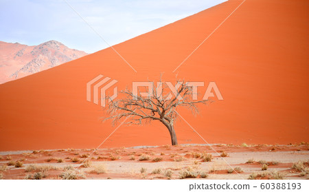 desert landscape desert landscape 60388193