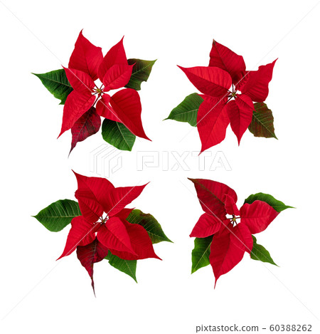 Poinsettia blossoms set isolated on white 60388262