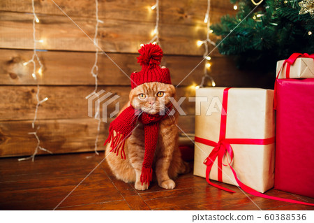 Red british cat in knitted hat and scarf sitting under Christmas tree and present boxes. Red british cat in knitted hat and scarf sitting under Christmas tree and present boxes. 60388536