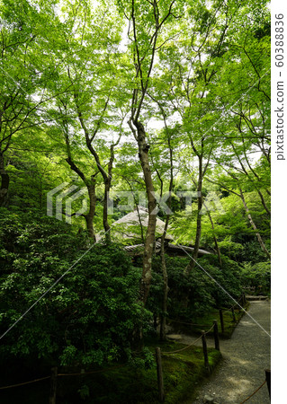Summer Oouji Temple <Kyoto City Ukyo Ward> Summer Oouji Temple <Kyoto City Ukyo Ward> 60388836