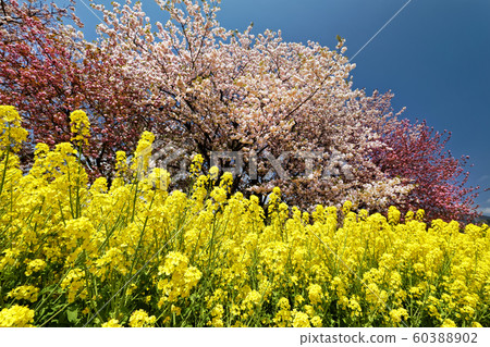 丹澤山腳下的櫻花和櫻花 丹澤山腳下的櫻花和櫻花 60388902