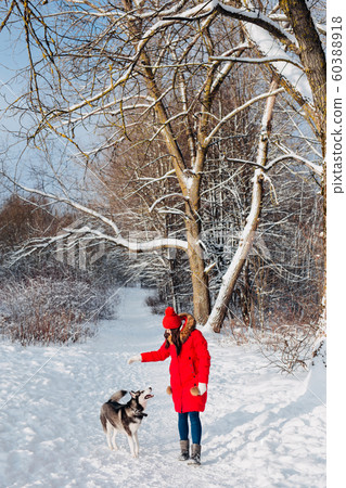 Portrait of a young woman with dog husky on winter walk. 60388918