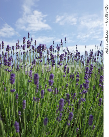 Lavender _ up Lavender _ up 60389420