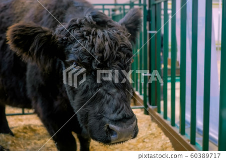Portrait of black bull at agricultural animal exhibition 60389717