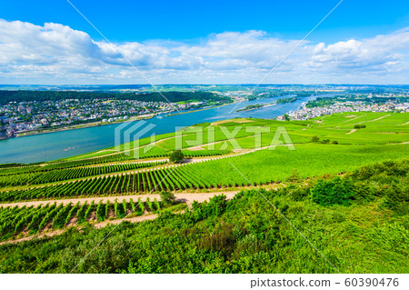 Rudesheim am Rhein Vineyards, Germany 60390476