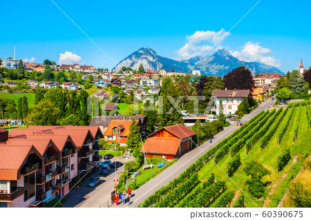 Vineyards in Spiez town, Switzerland 60390675