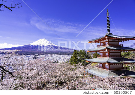 (Yamanashi Pref.) Spring snow, Japanese beauty, Asakura Park, Churaito Tower and Mount Fuji (Yamanashi Pref.) Spring snow, Japanese beauty, Asakura Park, Churaito Tower and Mount Fuji 60390807