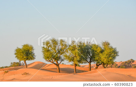 Arabian desert tree (Prosopis Cineraria) on the red sand dunes of Dubai, United Arab Emirates Arabian desert tree (Prosopis Cineraria) on the red sand dunes of Dubai, United Arab Emirates 60390823