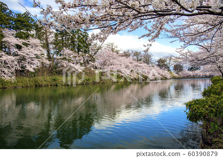 Takada Park 2 where cherry blossoms bloom 60390879
