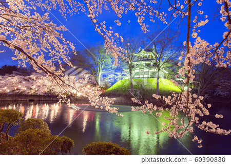 Sakura at night in Takada Park 1 Sakura at night in Takada Park 1 60390880