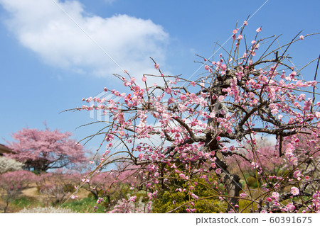 吉野公園梅林 照片素材 圖片 圖庫