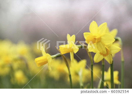Narcissus 60392554