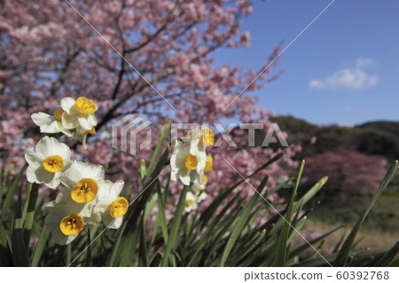 Narcissus Narcissus 60392768