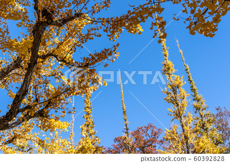 Sunny Jingu Gaien Ginkgo Trees 60392828