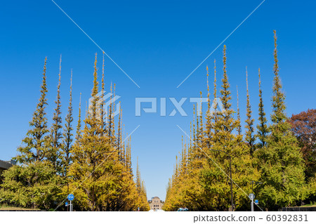 Sunny Jingu Gaien Ginkgo Trees 60392831