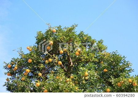 柚子的果實 60394280