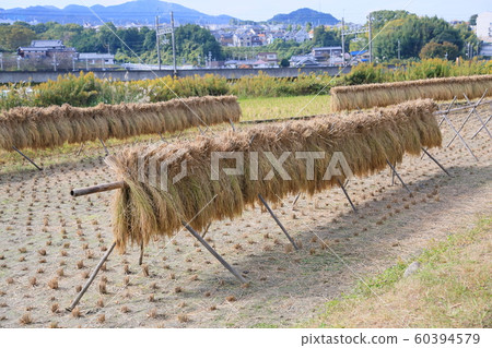 Rice drying 60394579