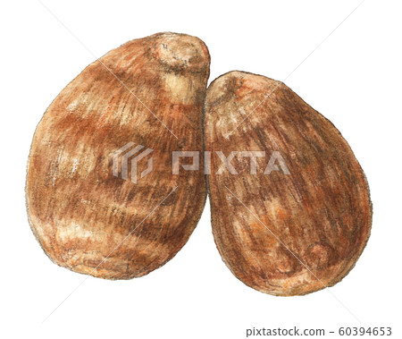 Satoimo蔬菜手繪水彩 60394653