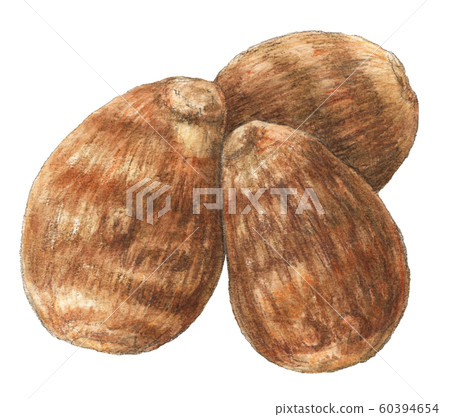 Satoimo蔬菜手繪水彩 60394654