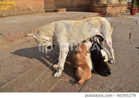Waranasi, a World Heritage Site in India, a parent and child of a stray dog living on a ghat along the Ganges River, a group of puppies that breastfeed 60395279