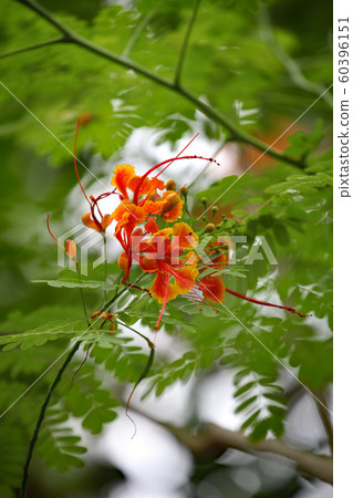 Awamori Awamori 60396151