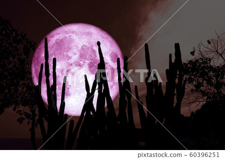 full cold pink moon on night sky and white cloud 60396251