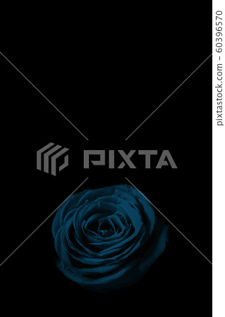 Light blue rose in the dark 60396570
