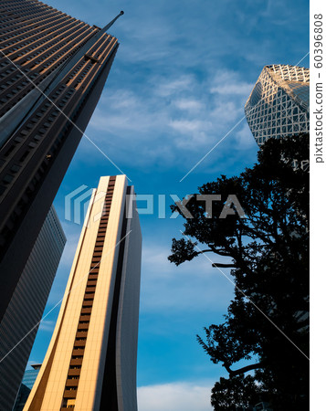 High-rise buildings and roadside trees looking up in the evening in Shinjuku subcenter 60396808