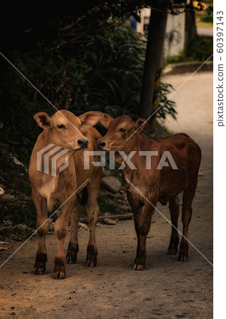 小牛童真 小牛童真 60397143