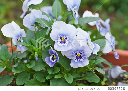 Light blue pansy flower 60397528